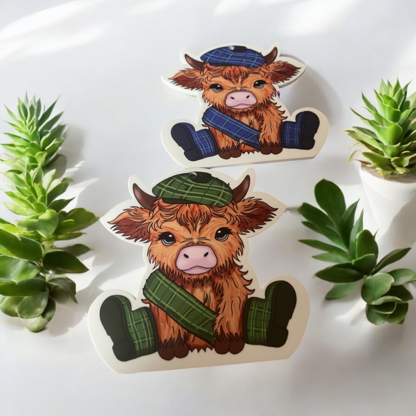 Scotland Highland Cows