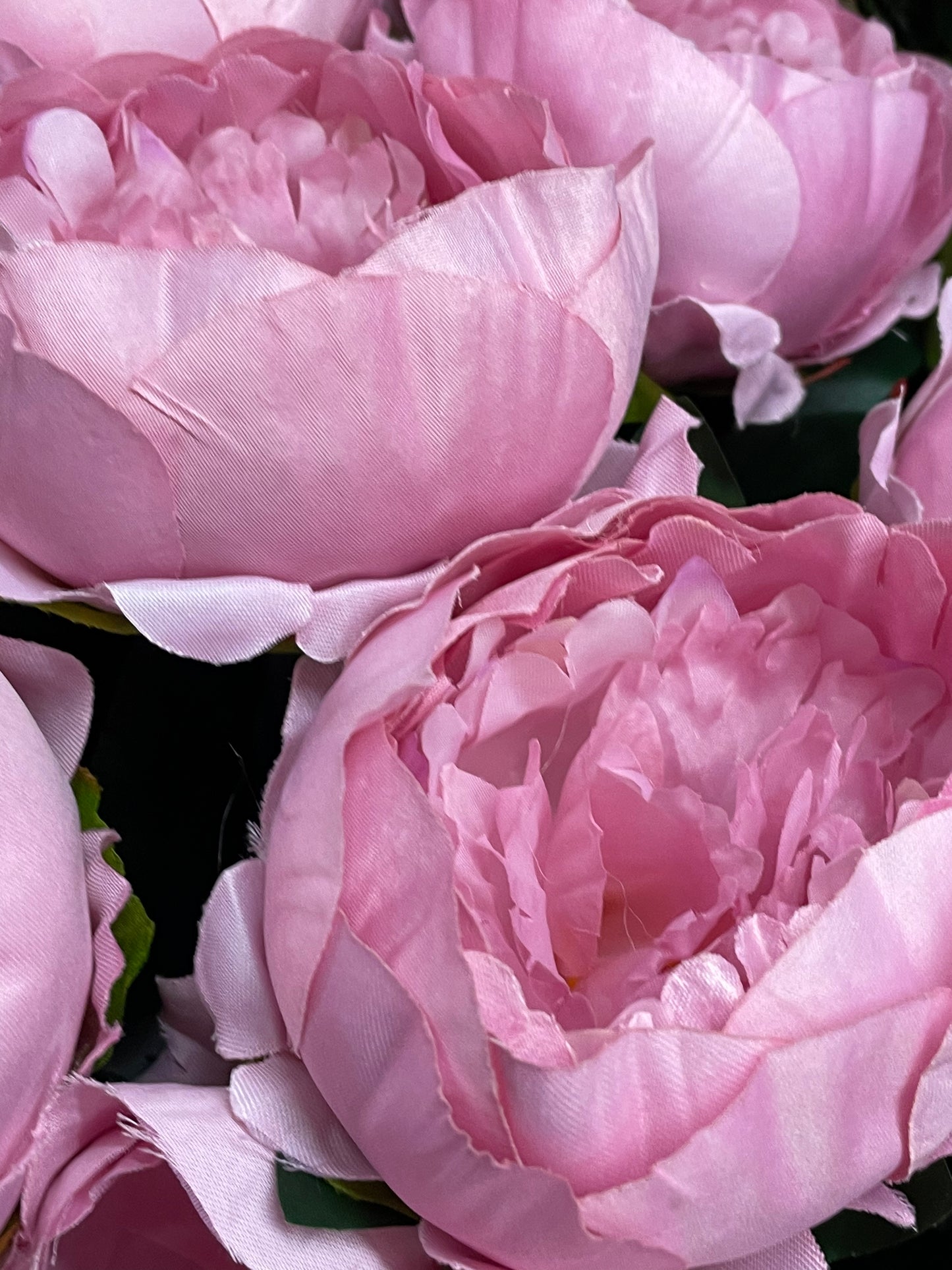 Peony Stems